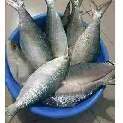 Hilsha Fish 1 Pcs  (Net Weight ± 50 Gm)